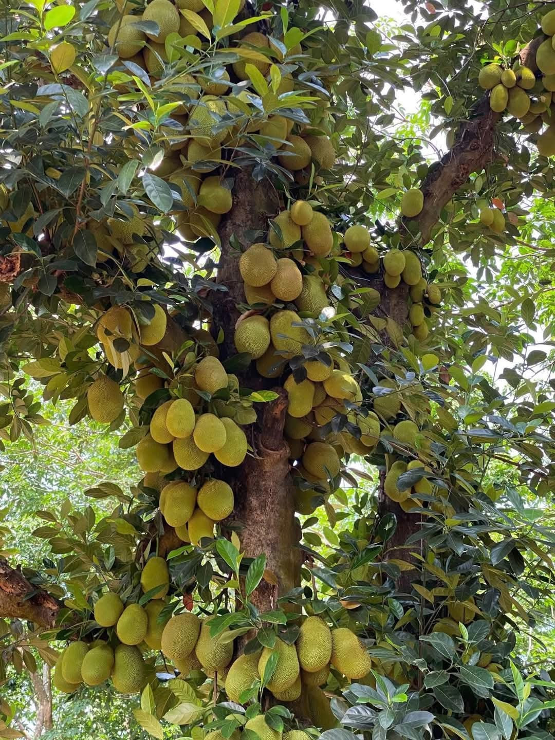 Đây là một cây mít trĩu trịt quả khác được một tài khoản đăng tải trên Facebook khiến nhiều người xuýt xoa. Ảnh: FB Nguyễn Đức