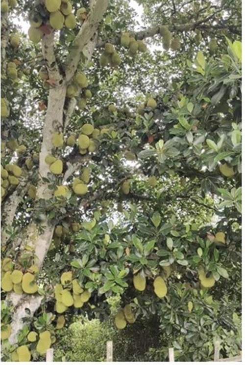 Từ hình ảnh có thể thấy, cây mít cổ thụ tỏa nhiều nhánh nhỏ. Từ gốc đến tất cả các nhánh, thậm chí nhánh cây nhỏ trên ngọn cũng lúc lỉu quả. Ảnh chụp màn hình