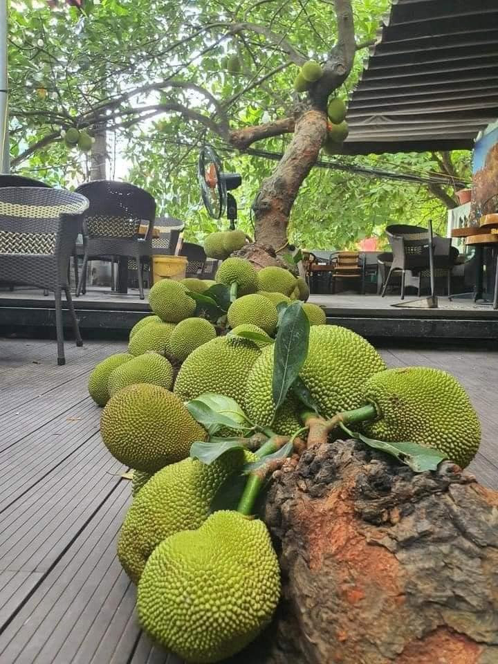 Khoảng tháng 3 hàng năm, cây mít bắt đầu cho trái. Đến tháng 5, trái lớn, vỏ xanh đồng đều, mọc kín nhiều đoạn gốc và thân cây. Cuối tháng 6, mít sẽ chín dần, tỏa hương thơm đặc trưng. ảnh: Facebook