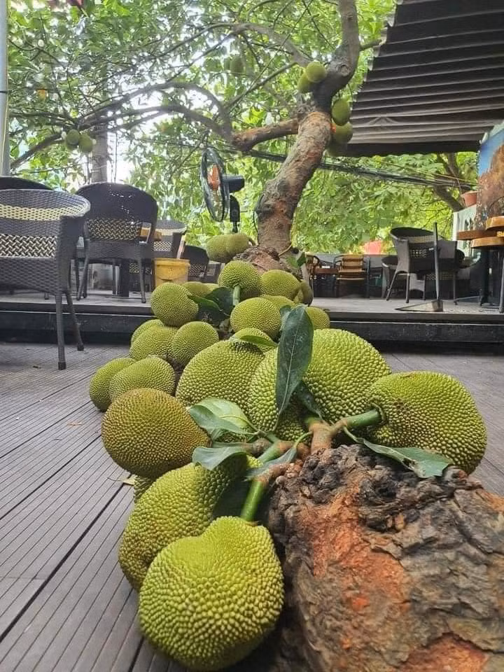 Khoảng tháng 3 hàng năm, cây mít bắt đầu cho trái. Đến tháng 5, trái lớn, vỏ xanh đồng đều, mọc kín nhiều đoạn gốc và thân cây. Cuối tháng 6, mít sẽ chín dần, tỏa hương thơm đặc trưng. ảnh: Facebook