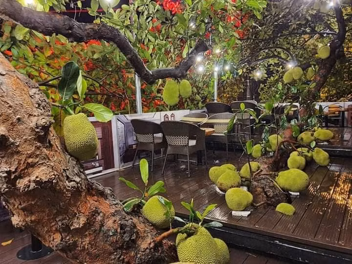 Cây mít xuyên qua quán cà phê ở Tuyên Quang, quả lúc lỉu từ gốc đến ngọn. Ảnh: Facebook