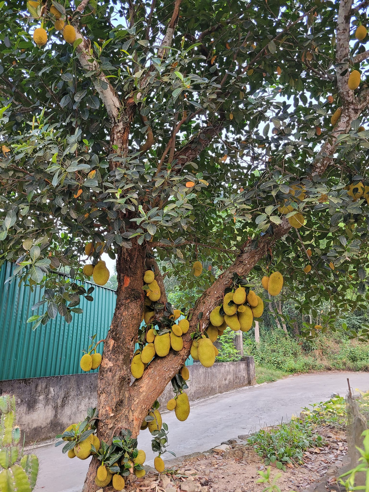 Là mít dai nên khi chín loại này không thơm kiểu nức mũi mà chỉ thoang thoảng. Ảnh: FB Phan An