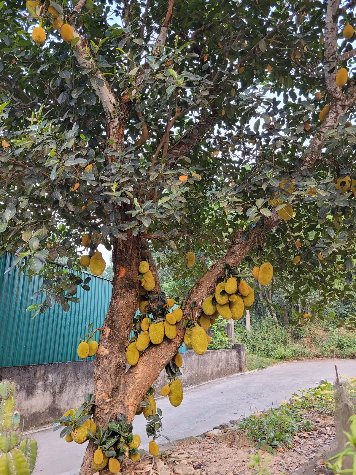 Là mít dai nên khi chín loại này không thơm kiểu nức mũi mà chỉ thoang thoảng. Ảnh: FB Phan An