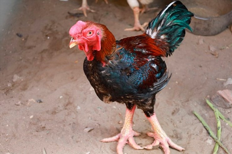 Dịp Tết, giá gà Hồ có thể lên tới 600.000 đồng/kg nhưng phải đặt trước mới có hàng. Ảnh: Facebook