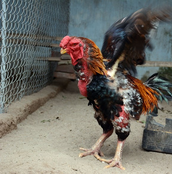 Gà Hồ đắt một phần vì nuôi rất khó, đòi hỏi phải có kỹ thuật, kinh nghiệm và thời gian nuôi cũng khá lâu. Một con gà thương phẩm mất 10-12 tháng nuôi. Ảnh: QĐND