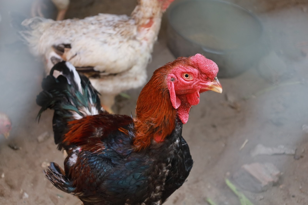 Gà Hồ thường được nuôi thả vườn, thức ăn chủ yếu là những nông sản như thóc, ngô, cám gạo, rau xanh, hoàn toàn không sử dụng thức ăn công nghiệp. Ảnh:Công luận