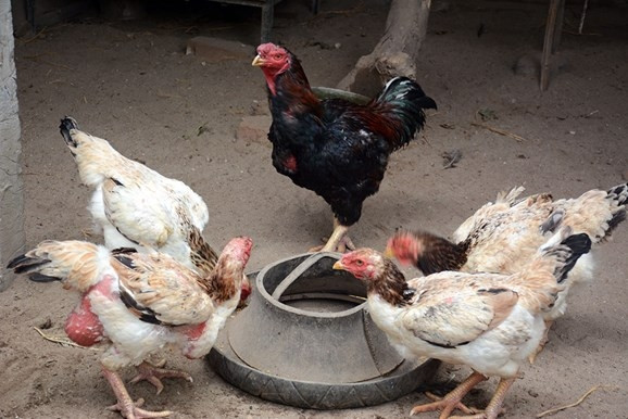 Vì vậy, thịt gà Hồ luôn giữ được vị chắc, ngọt và thơm. Ảnh: QĐND