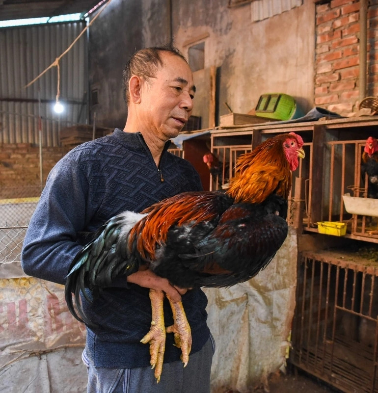 Mỗi dịp Tết đến, gà Hồ ở huyện Thuận Thành (Bắc Ninh) luôn ở trong tình trạng “cháy hàng” vì nhu cầu mua tăng cao. Ảnh: VOV