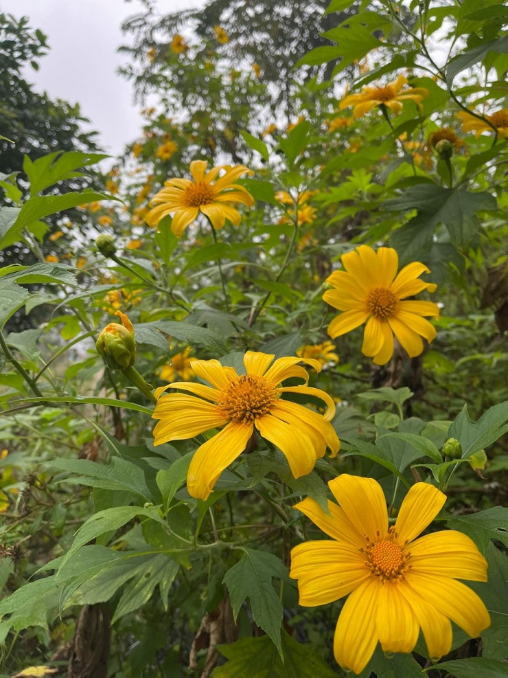 Tháng 11 hàng năm, hoa dã quỳ vàng rực một góc vườn. Ảnh: FBNV