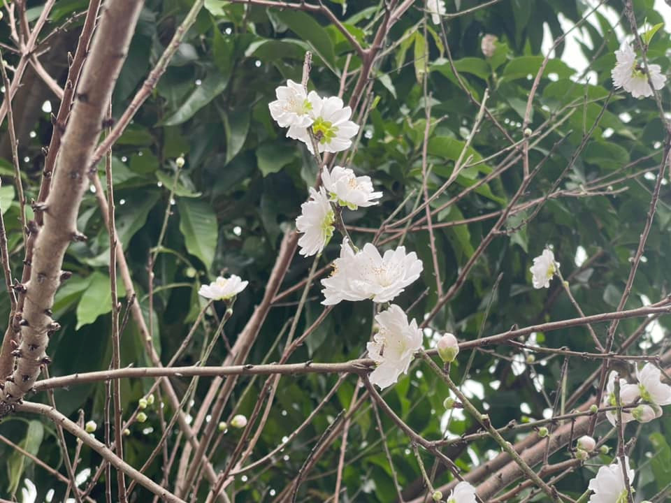 Bạch đào đẹp tinh khôi. Ảnh: FBNV