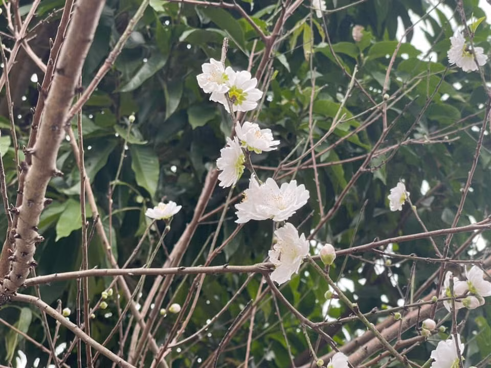Bạch đào đẹp tinh khôi. Ảnh: FBNV