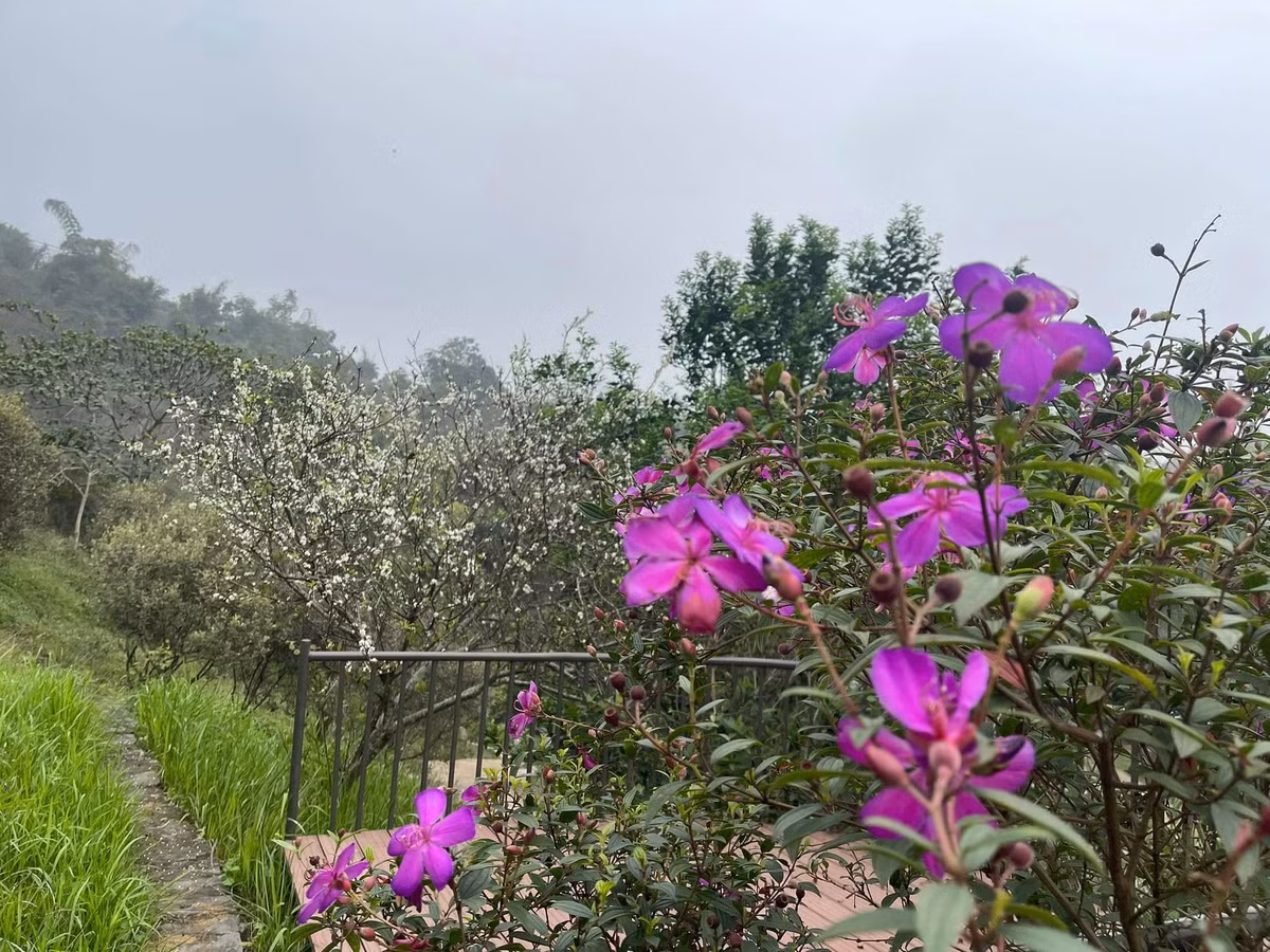 Đủ các loại đua nhau khoe sắc. Ảnh: FBNV