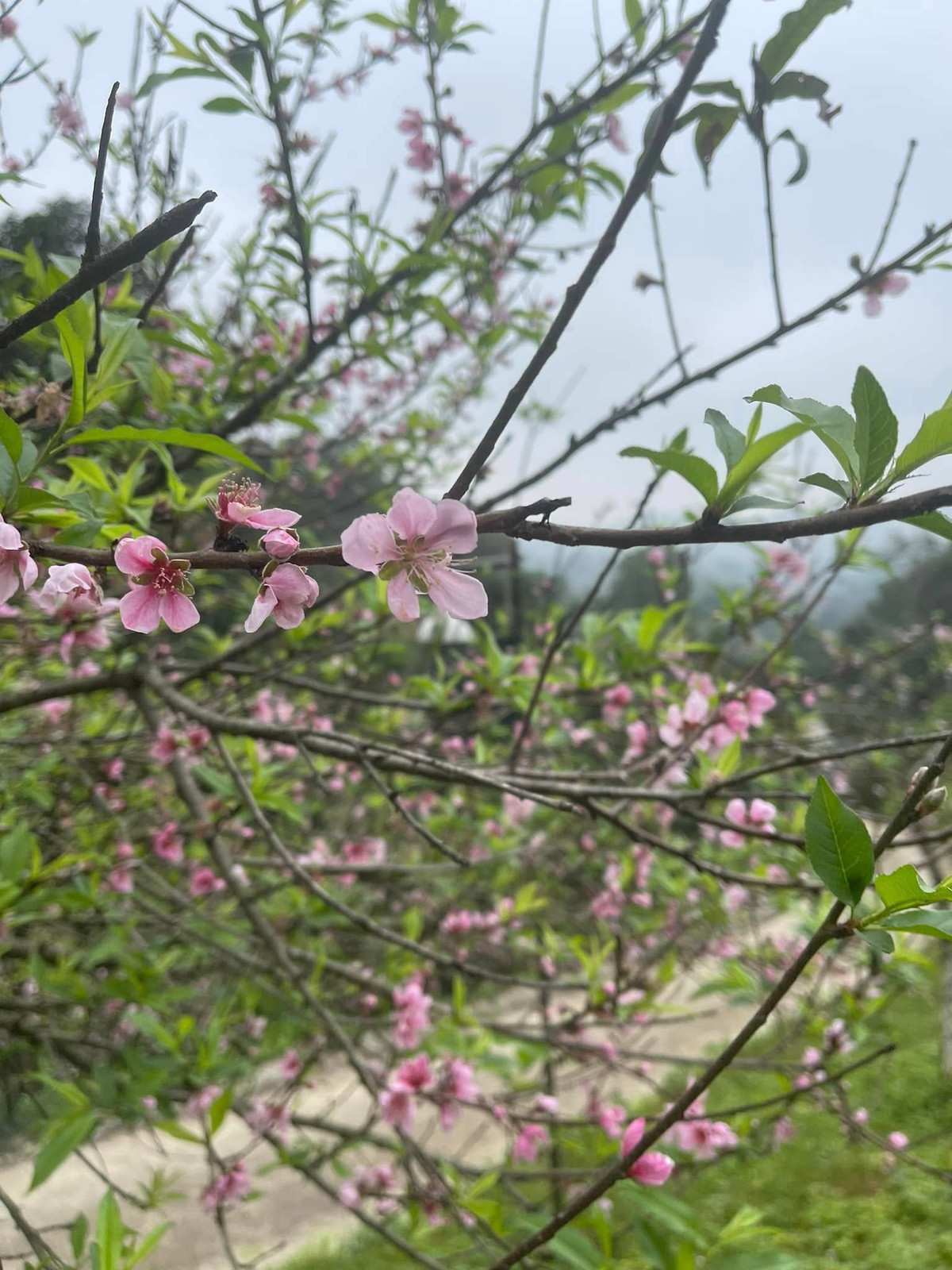 Hoa đào rực một góc vườn đón xuân sang. Ảnh: FBNV