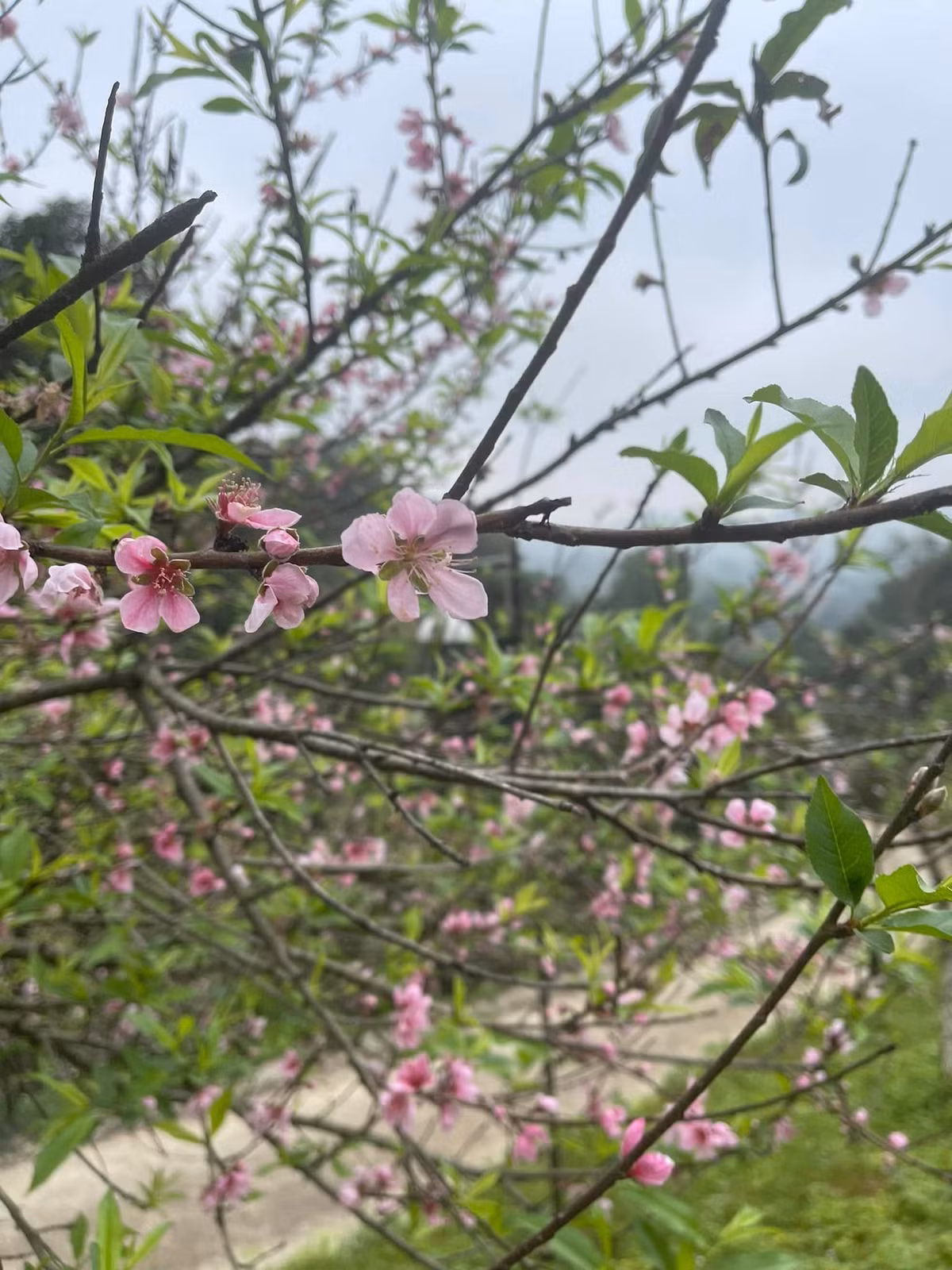 Hoa đào rực một góc vườn đón xuân sang. Ảnh: FBNV