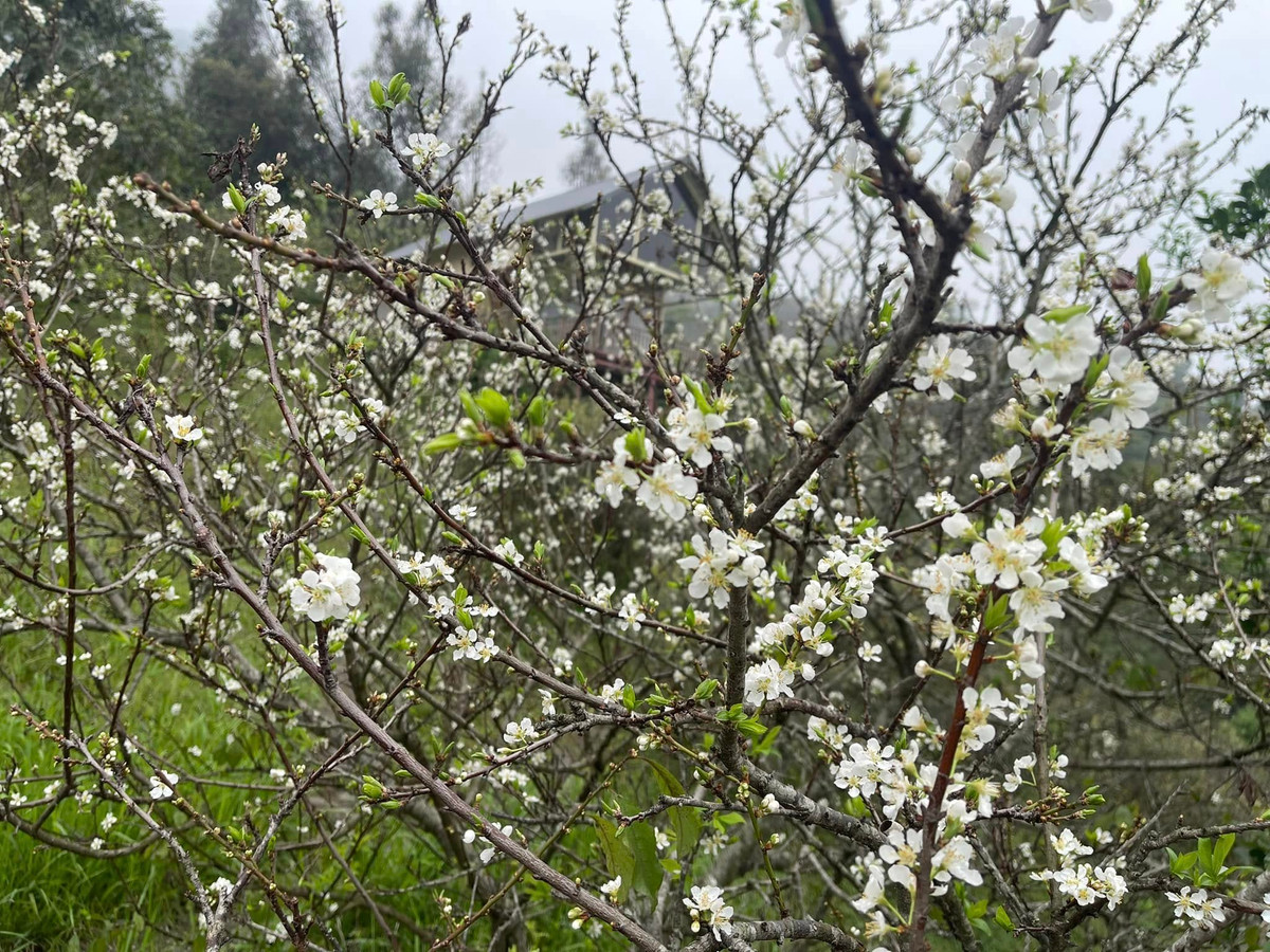 Ngoài cây ăn trái, nhà vườn của NSƯT Việt Hoàn còn có rất nhiều hoa. Ảnh: FBNV