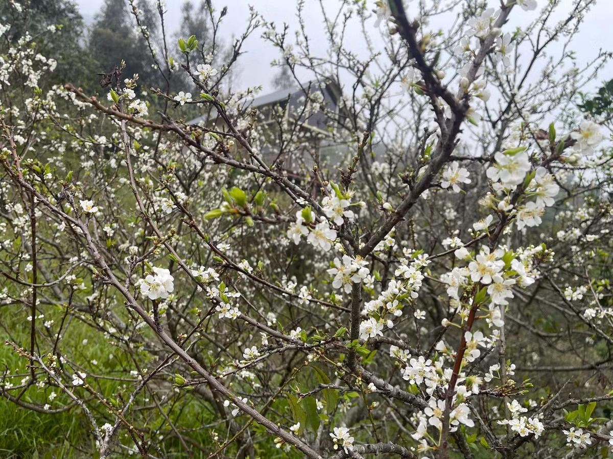 Ngoài cây ăn trái, nhà vườn của NSƯT Việt Hoàn còn có rất nhiều hoa. Ảnh: FBNV