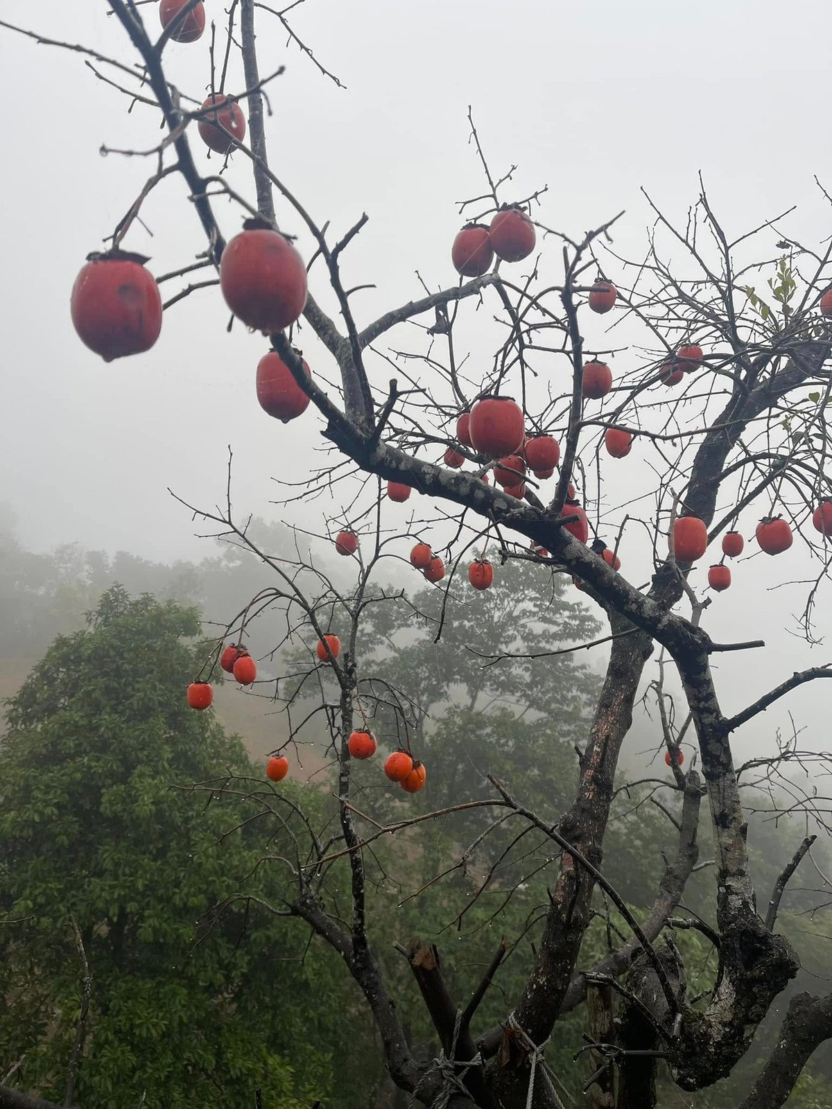 Hồng sai trĩu quả. Ảnh: FBNV
