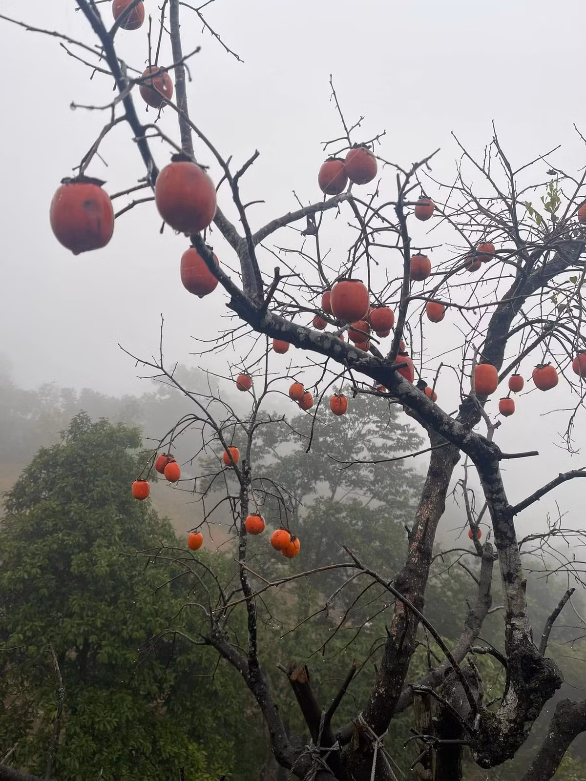 Hồng sai trĩu quả. Ảnh: FBNV