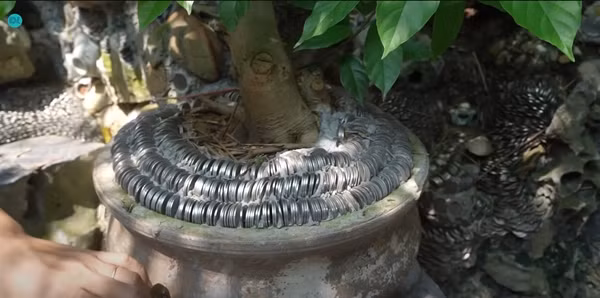 Đồng xu được dị nhân gắn chặt dưới gốc cây. Ảnh: Độc lạ Bình Dương