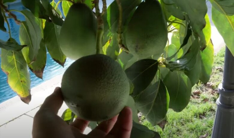 Danh hài Vân Sơn cho biết, cây bơ không đơn thuần là một cái cây mà còn là di sản, một minh chứng sống cho sự kiên trì bám trụ (có khi lâu hơn chủ nhà). Ảnh: FBNV