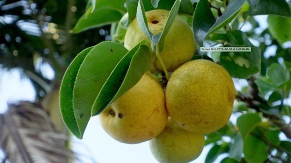 Cây lê được chăm sóc cẩn thận, cho quả chín đều vàng ươm. Ảnh: FBNV