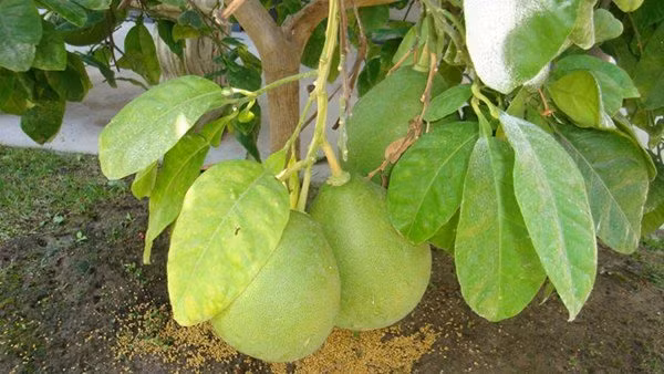 Cây bưởi được chăm chút cẩn thận nên quả to và đều. Ảnh: FBNV