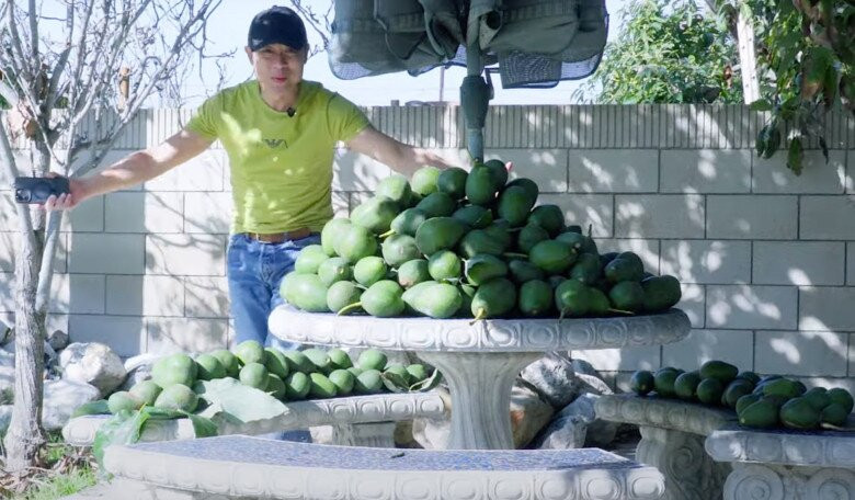 Mới đây, nam danh hài khoe thu hoạch bơ từ cây bơ "đại thụ" trong vườn khiến nhiều khán giả xuýt xoa. Ảnh: FBNV
