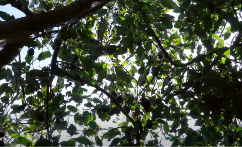 Cây bơ cổ thụ cho cả nghìn trái. Ảnh: FBNV