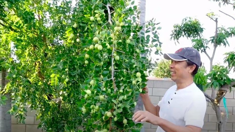 Ngoài ra, khu vườn của danh hài Vân Sơn còn có táo, lê, mận, ổi, mãng cầu...Ảnh: FBNV