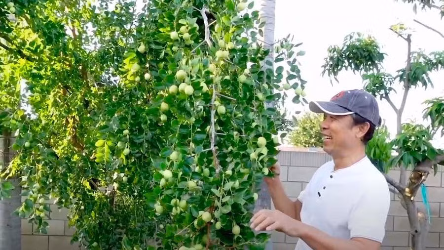 Ngoài ra, khu vườn của danh hài Vân Sơn còn có táo, lê, mận, ổi, mãng cầu...Ảnh: FBNV