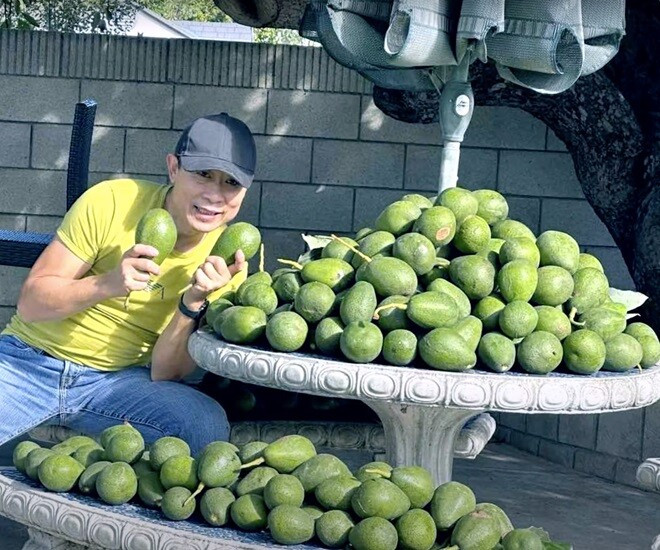 Không chỉ số lượng, những trái bơ còn ngon xuất sắc, vỏ căng bóng, thịt vàng ươm, béo ngậy, dẻo thơm. Ảnh: FBNV