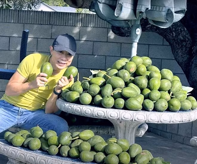 Không chỉ số lượng, những trái bơ còn ngon xuất sắc, vỏ căng bóng, thịt vàng ươm, béo ngậy, dẻo thơm. Ảnh: FBNV