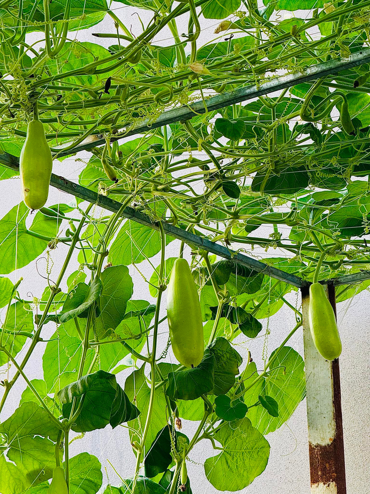 Giàn bầu tốt um cũng đã cho trái. Ảnh: FB Đoàn Di Băng