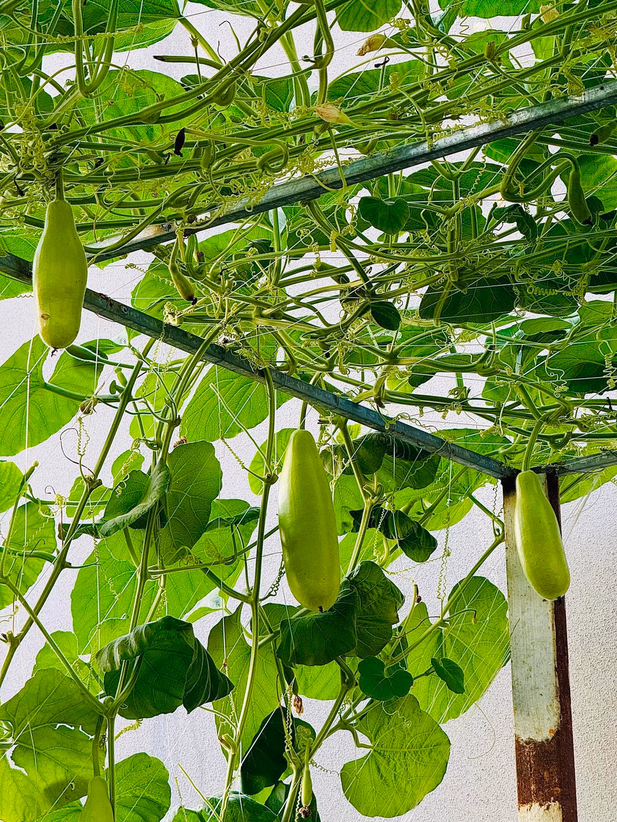 Giàn bầu tốt um cũng đã cho trái. Ảnh: FB Đoàn Di Băng