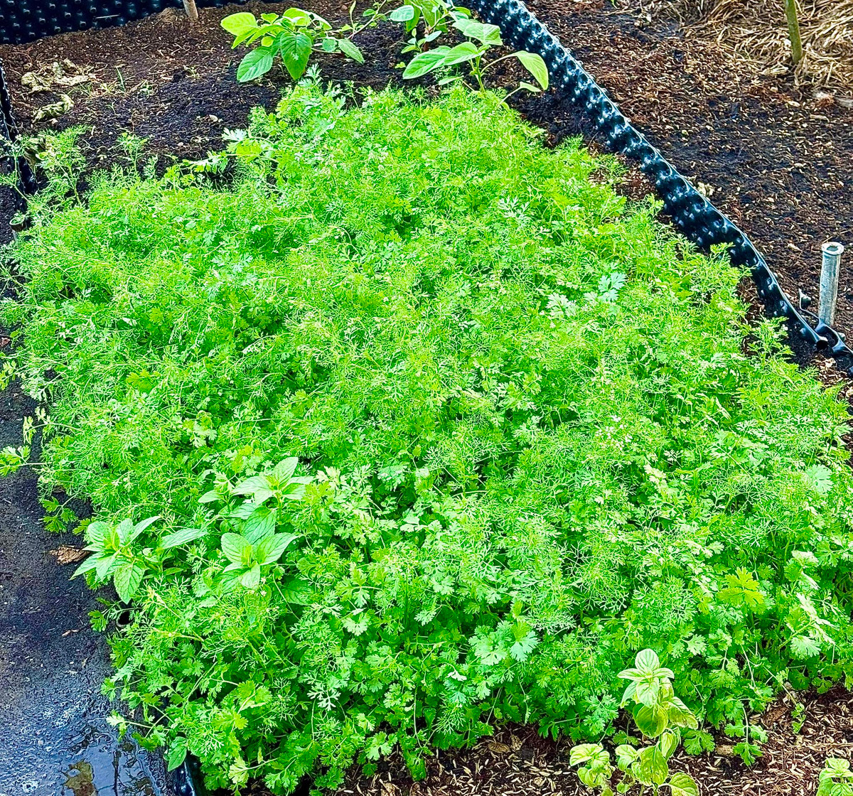 Trước đó, Đoàn Di Băng từng tiết lộ, lâu rồi nhà không tốn tiền mua rau. Ảnh: FB Đoàn Di Băng