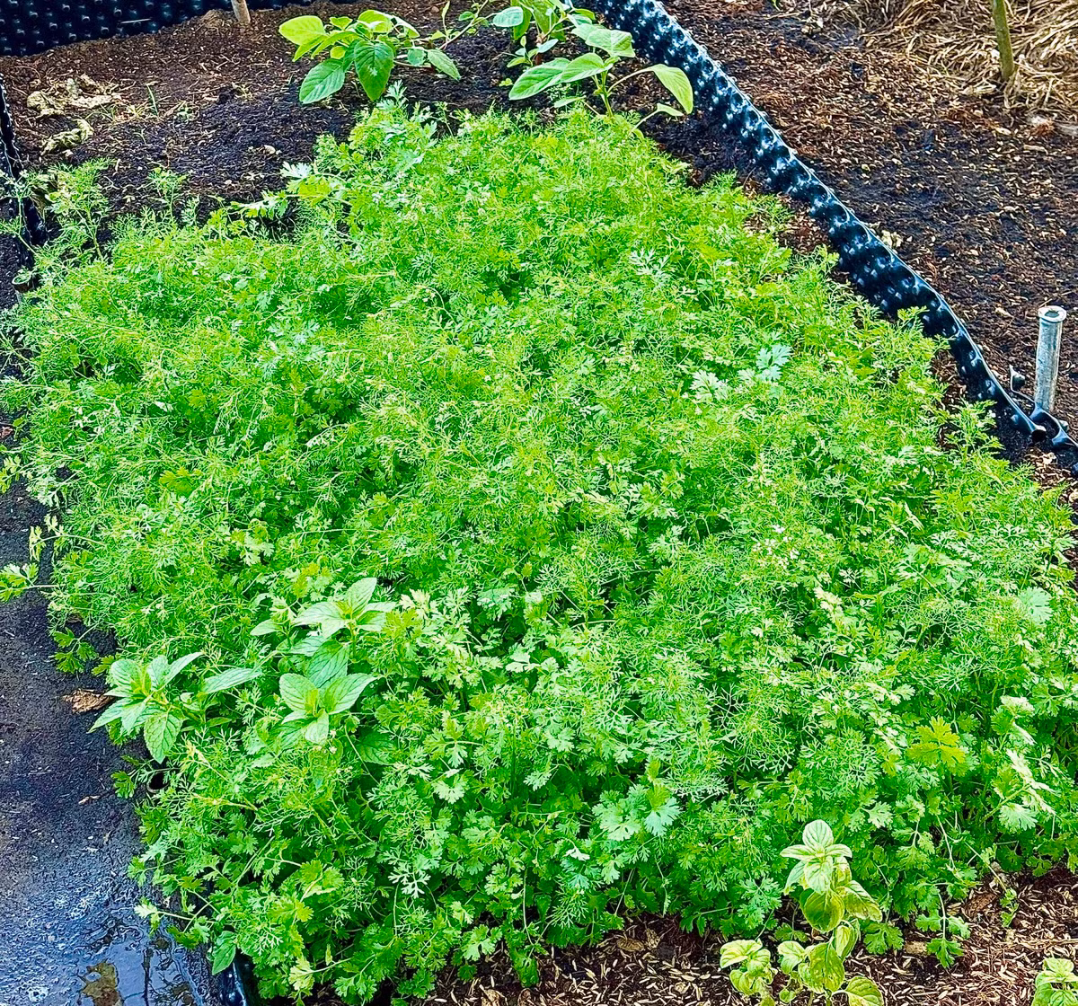 Trước đó, Đoàn Di Băng từng tiết lộ, lâu rồi nhà không tốn tiền mua rau. Ảnh: FB Đoàn Di Băng