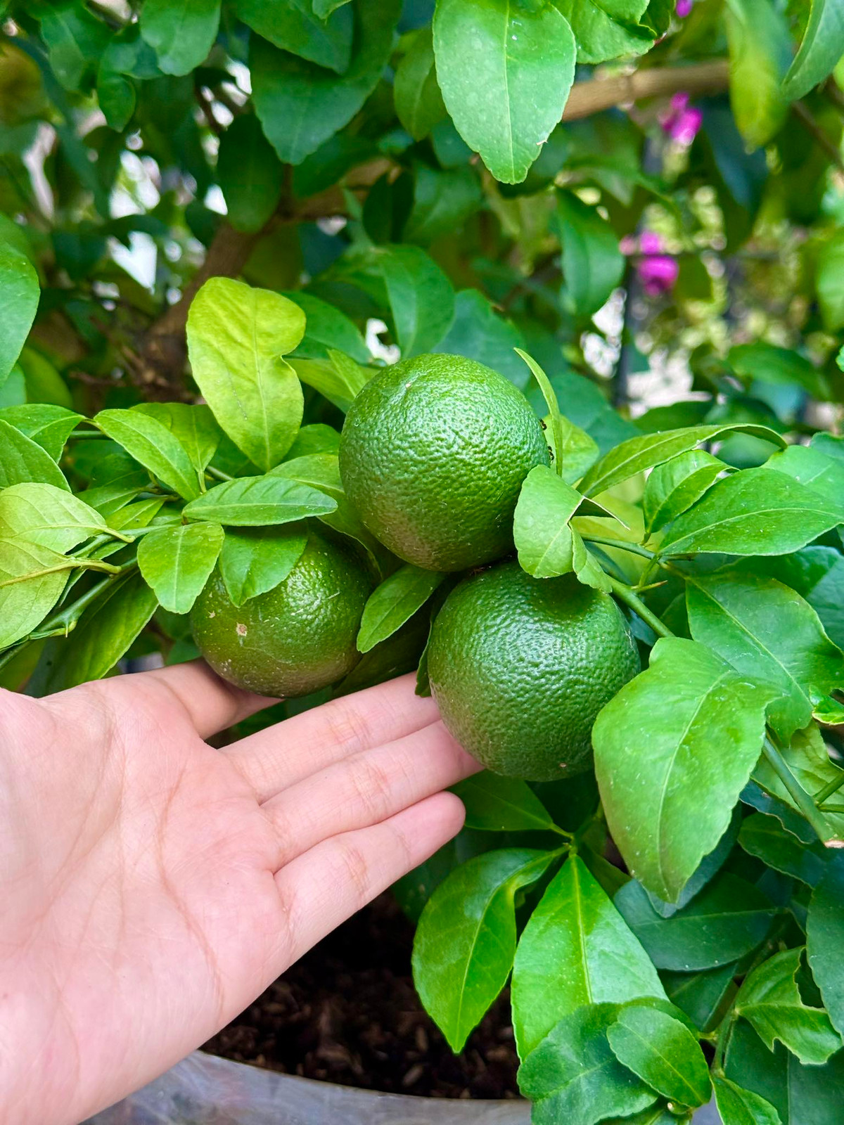 Chanh cho quả to và đều. Ảnh: FB Đoàn Di Băng