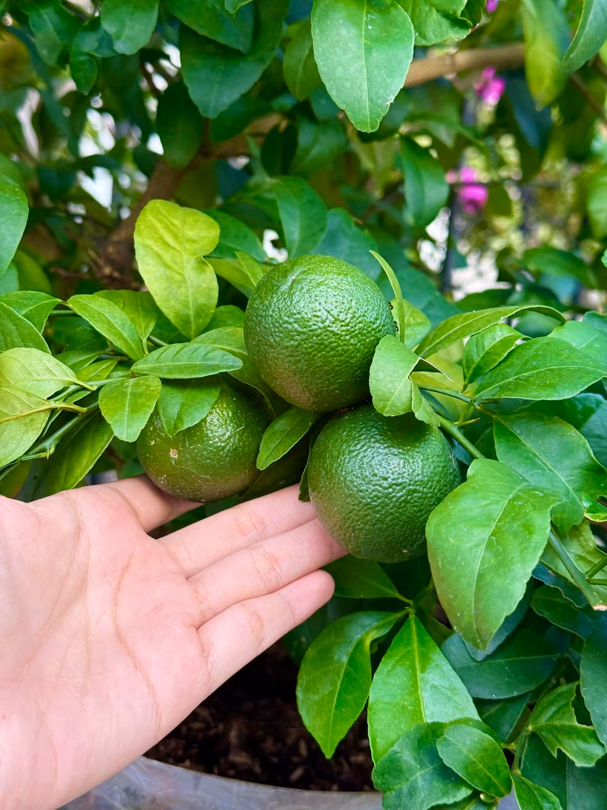 Chanh cho quả to và đều. Ảnh: FB Đoàn Di Băng