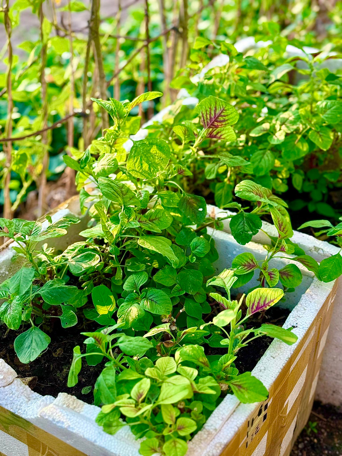 Rau dền trồng trong thùng xốp cũng tốt um. Ảnh: FB Đoàn Di Băng