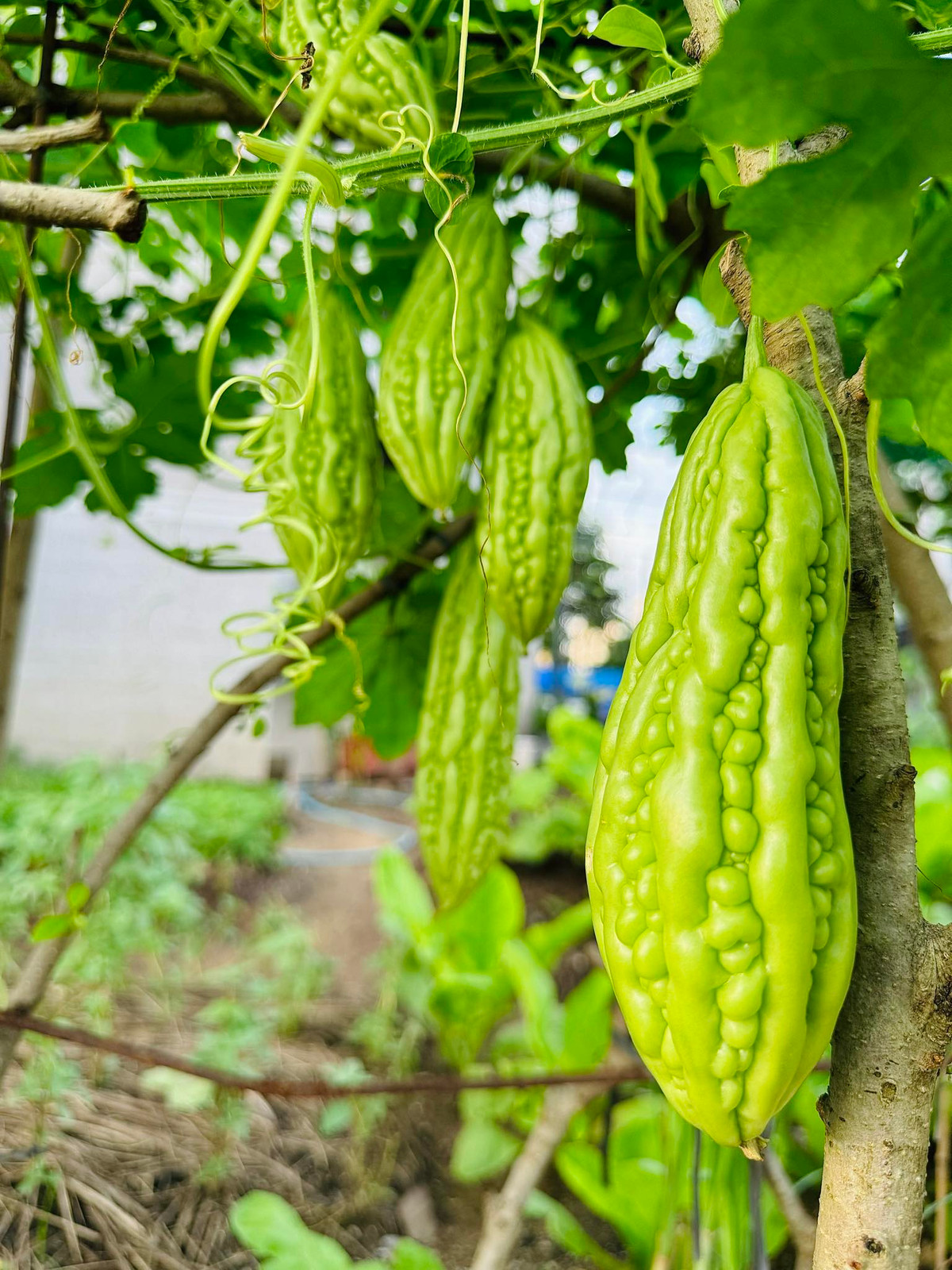 Mướp đắng lúc lỉu quả. Ảnh: FB Đoàn Di Băng