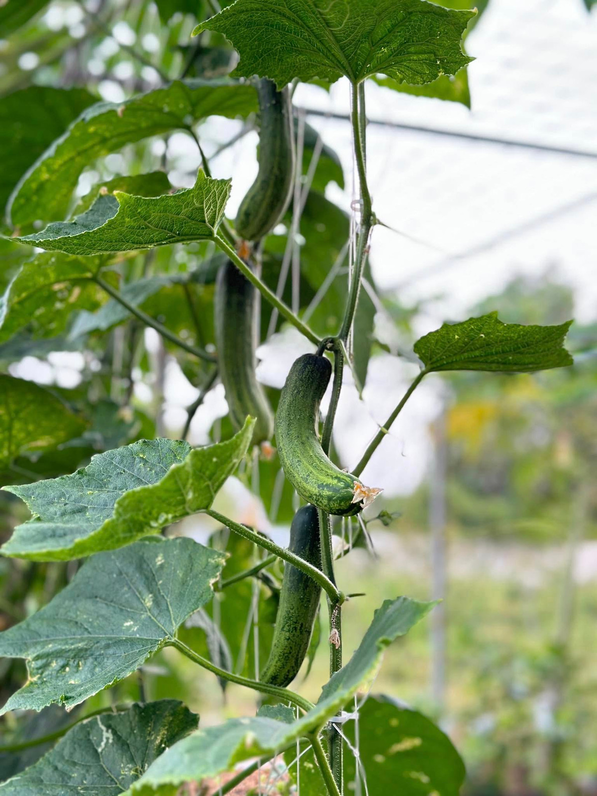 Dưa chuột leo giàn hứa hẹn "hái mỏi tay". Ảnh: FB Đoàn Di Băng