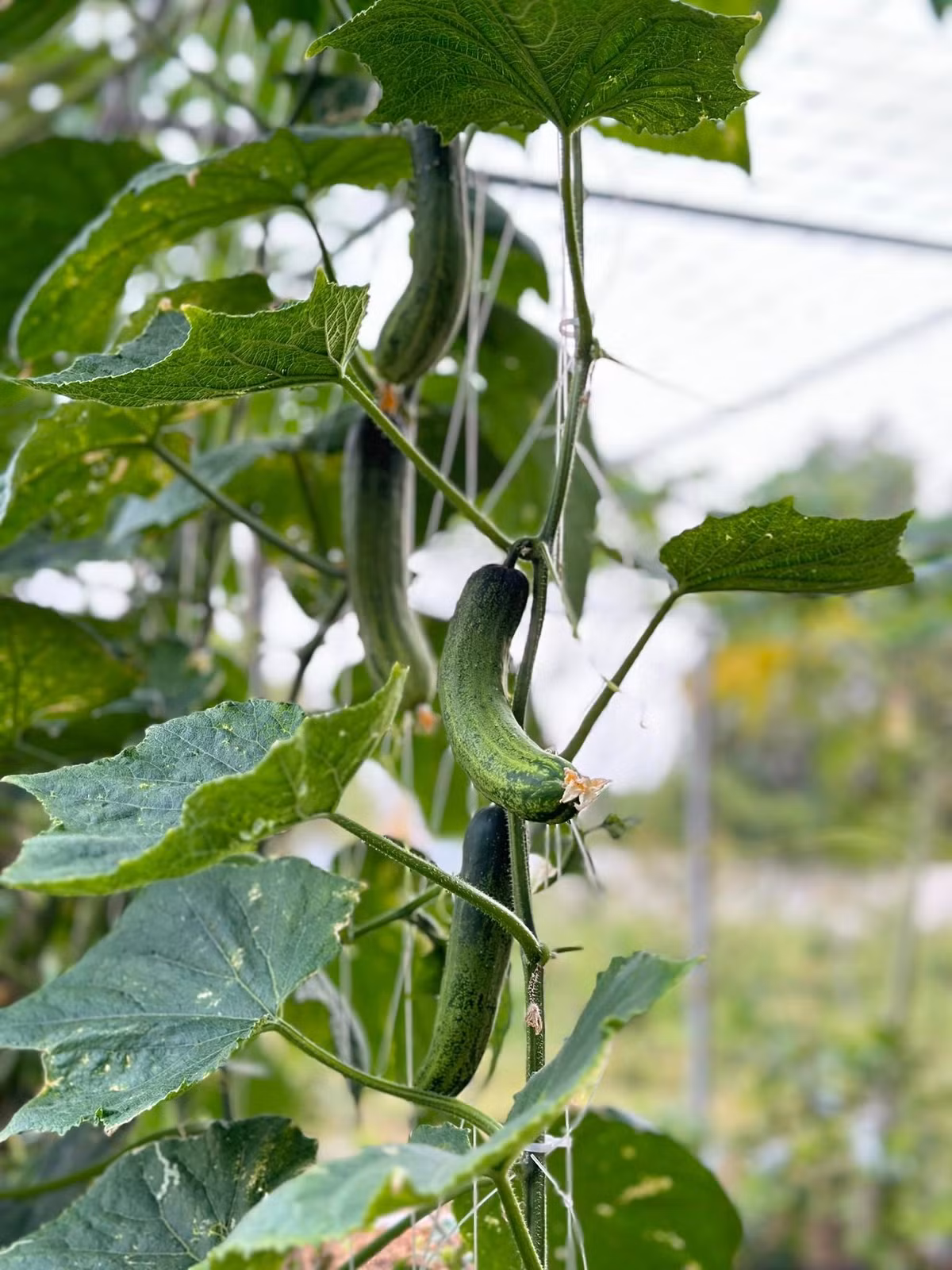 Dưa chuột leo giàn hứa hẹn "hái mỏi tay". Ảnh: FB Đoàn Di Băng