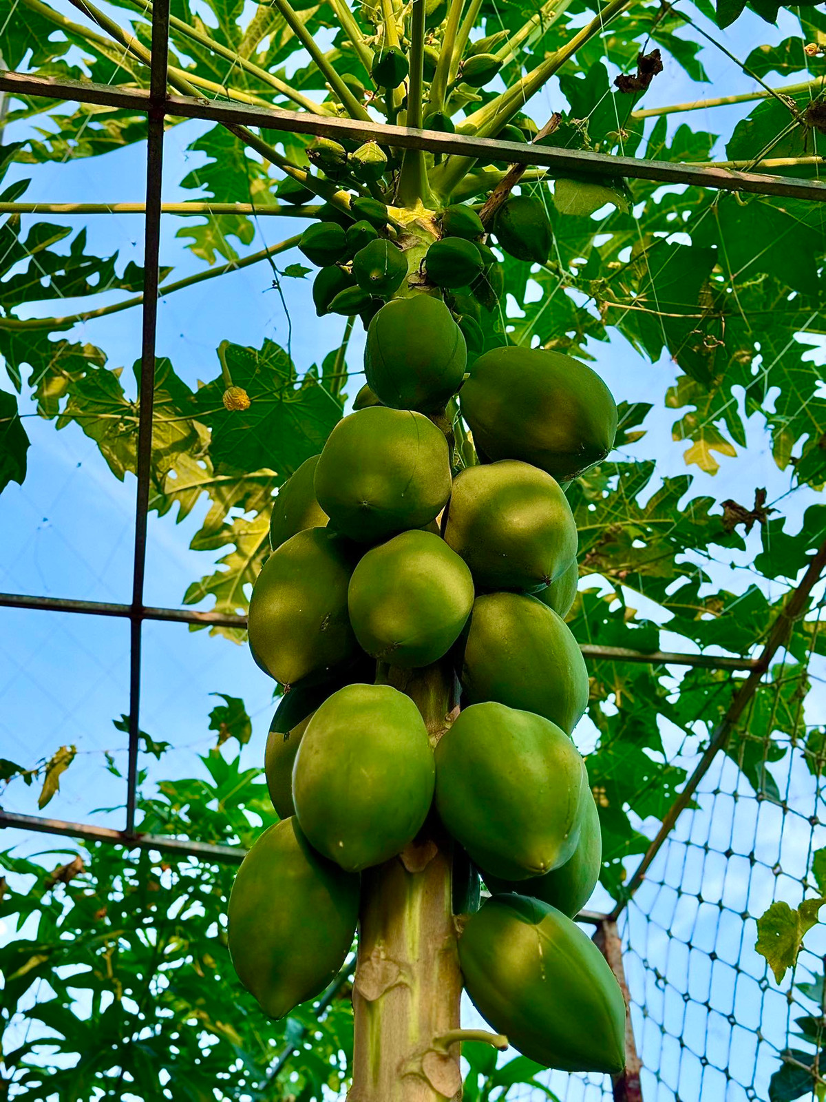 Ngoài rau xanh, khu vườn trong nhà Đoàn Di Băng còn có nhiều cây ăn trái, cây nào cũng chi chít quả. Ảnh: FB Đoàn Di Băng