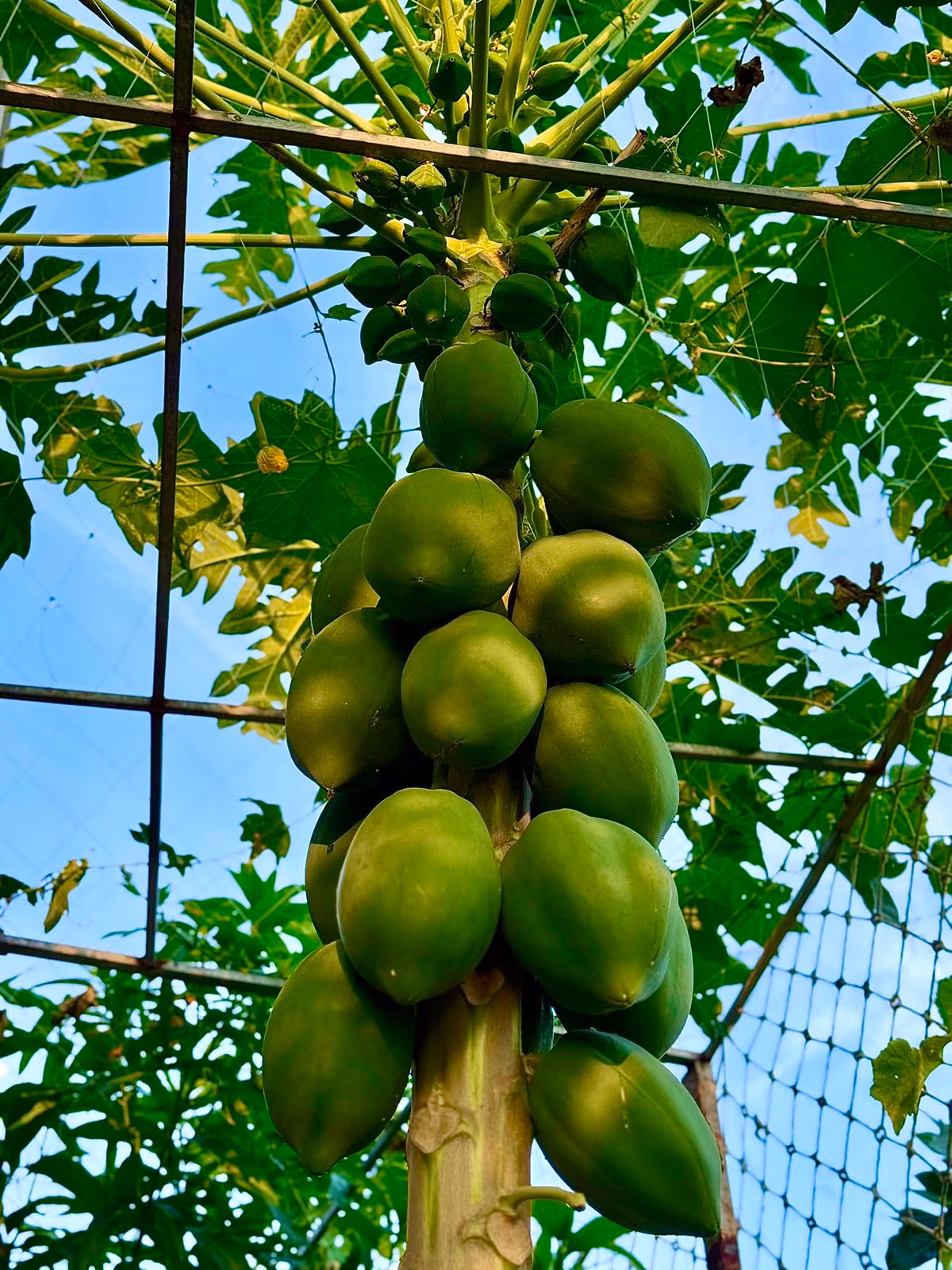 Ngoài rau xanh, khu vườn trong nhà Đoàn Di Băng còn có nhiều cây ăn trái, cây nào cũng chi chít quả. Ảnh: FB Đoàn Di Băng