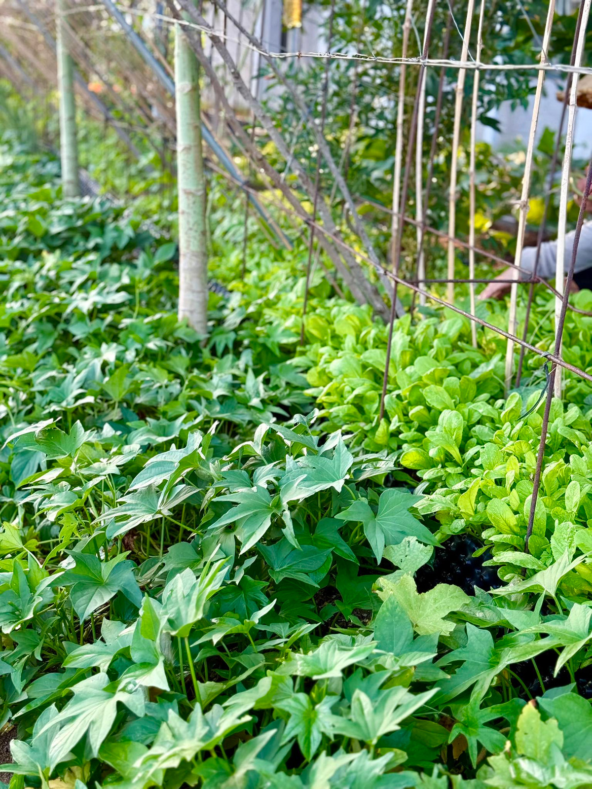 Khu vườn còn có hệ thống giàn che tạo điều kiện cho cây phát triển. Ảnh: FB Đoàn Di Băng