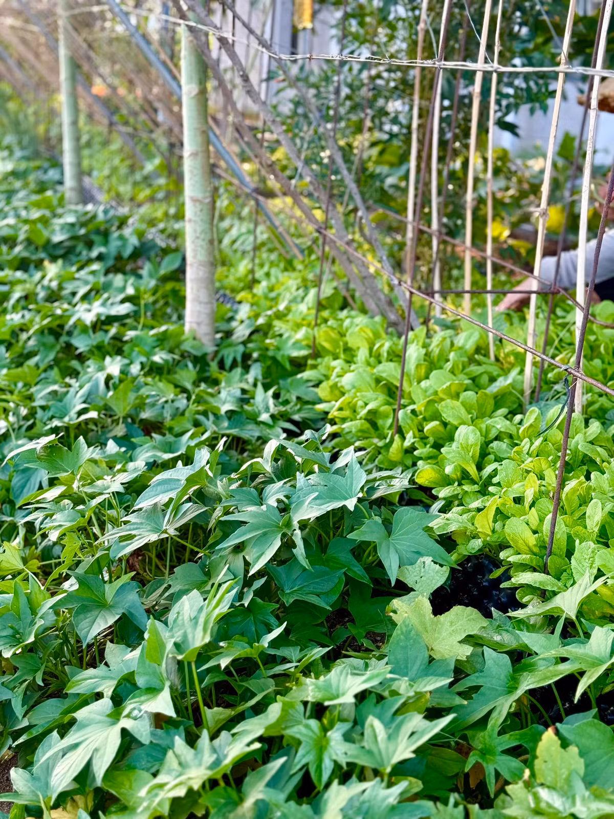 Khu vườn còn có hệ thống giàn che tạo điều kiện cho cây phát triển. Ảnh: FB Đoàn Di Băng