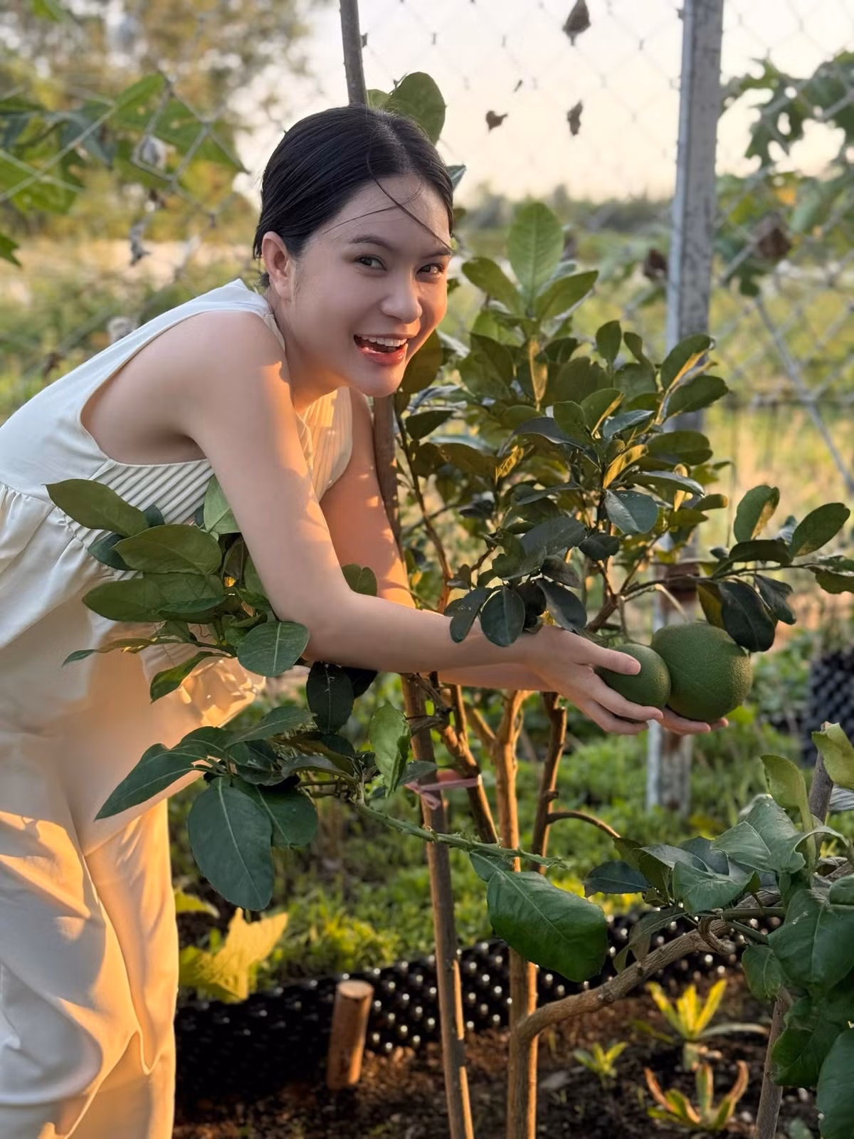 Cây bưởi tuy nhỏ nhưng đã cho trái. Ảnh: FB Đoàn Di Băng