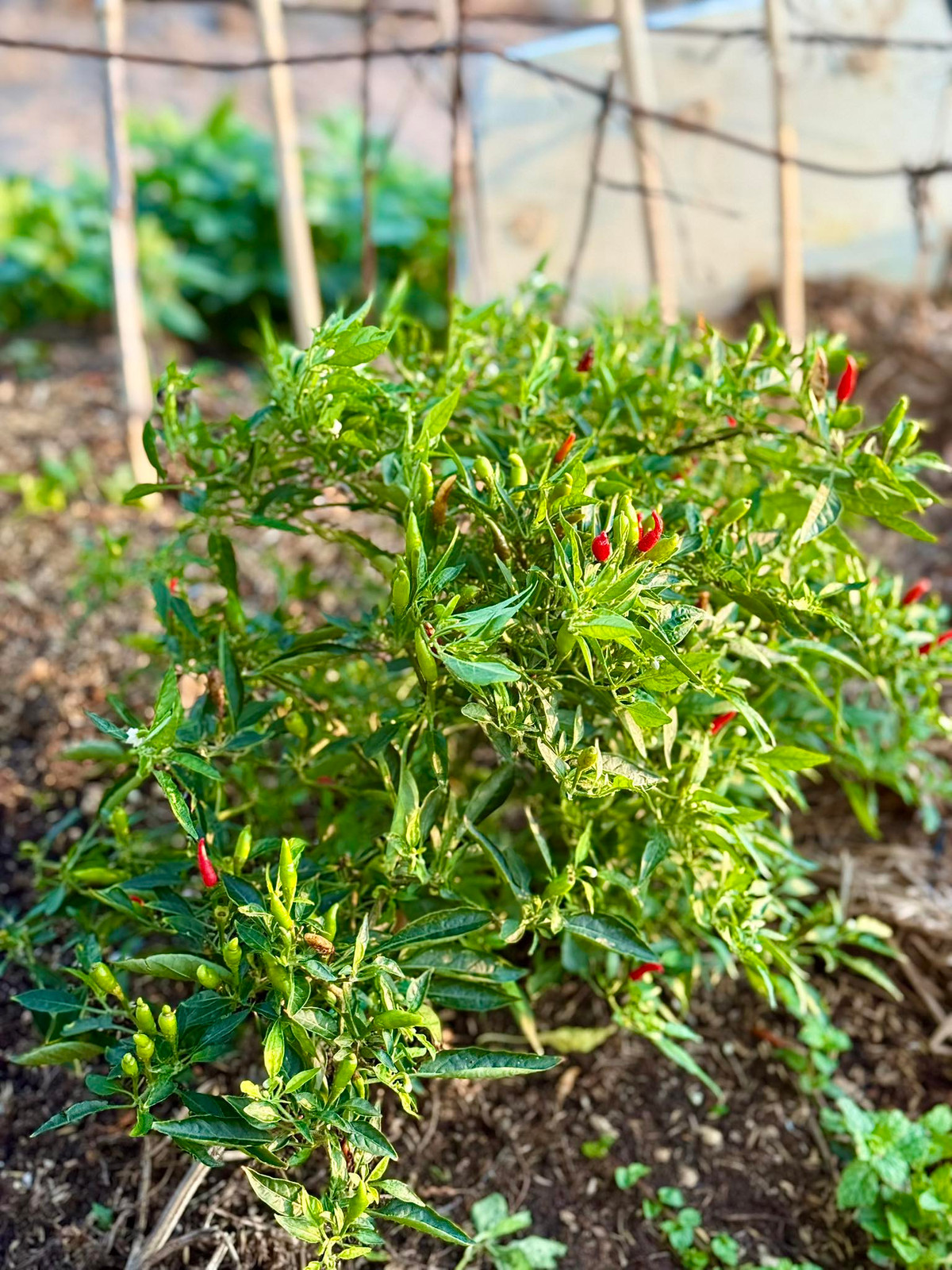 Cây ớt sai quả trông "đã mắt". Ảnh: FB Đoàn Di Băng