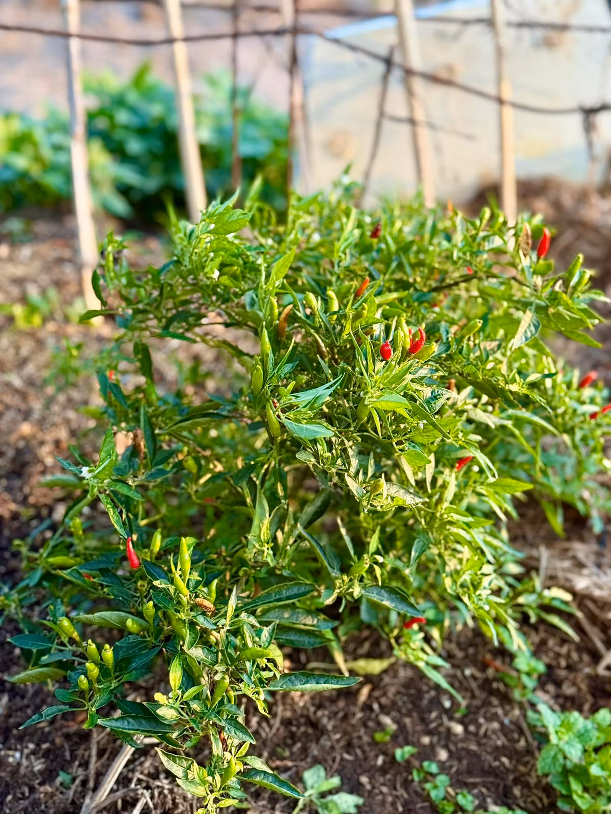 Cây ớt sai quả trông "đã mắt". Ảnh: FB Đoàn Di Băng