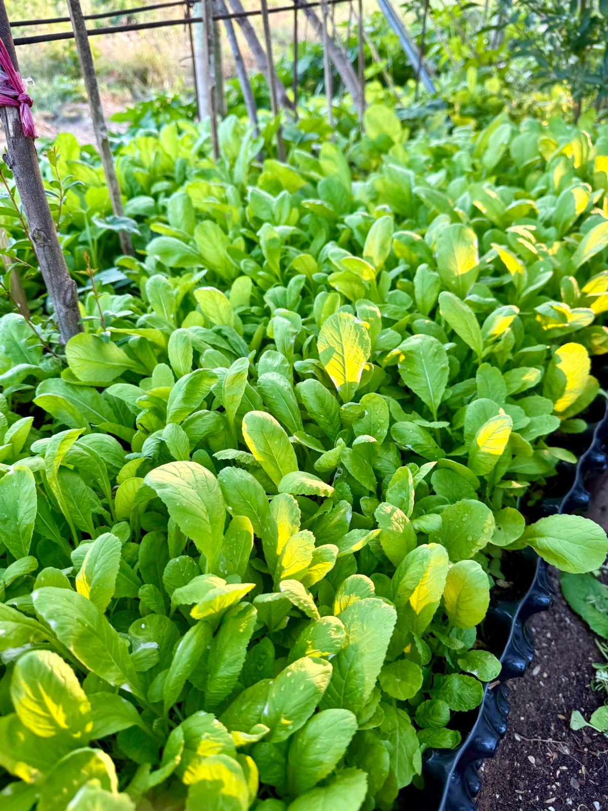 Luống rau cải xanh non mơn mởn. Ảnh: FB Đoàn Di Băng